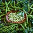 Broad beans lima beans fresh just after harvest background with plant leaves