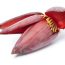 Banana flower isolated on white background